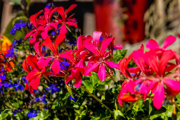 Colorful flowers in blossom in the wild nature on the mountain meadows and fields high in the Alps. Flowers of different shapes and color growing on the green grass in the alpine meadow in summer