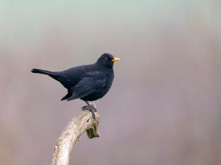 Fototapeta premium Blackbird, Turdus merula