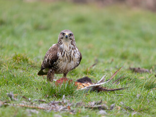 Common buzzard, Buteo buteo