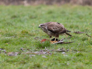 Common buzzard, Buteo buteo