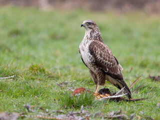 Common buzzard, Buteo buteo
