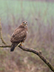 Common buzzard, Buteo buteo