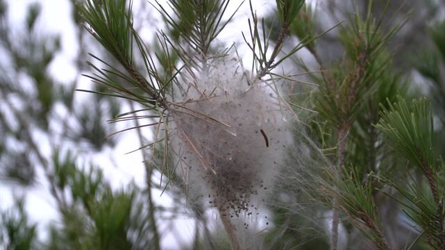 Slow motion, processionary caterpillar nest on a pine branch.
