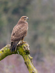 Common buzzard, Buteo buteo