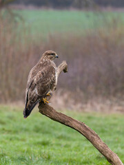 Common buzzard, Buteo buteo