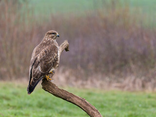Common buzzard, Buteo buteo