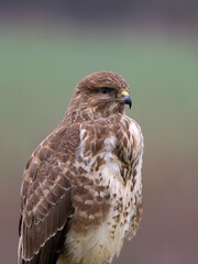 Common buzzard, Buteo buteo