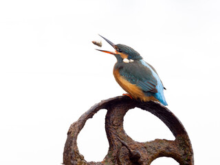 Kingfisher, Alcedo atthis