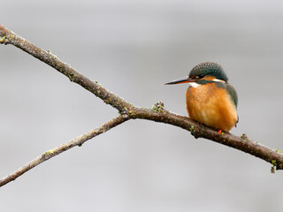 Kingfisher, Alcedo atthis