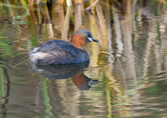 Little grebe or dabchick, Tachybaptus ruficollis