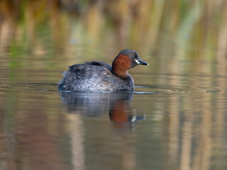 Little grebe or dabchick, Tachybaptus ruficollis