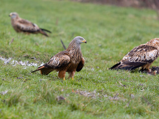 Red kite, Milvus milvus