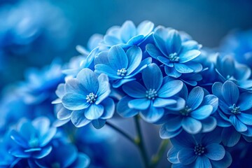 Minimalist Close-Up of Blue Flowers - Delicate Blooms