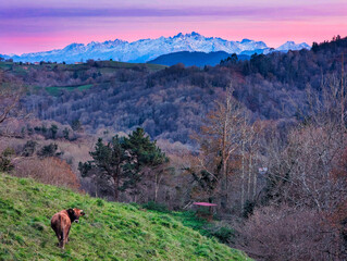 Meadow with cow and snowy mountains of Picos de Europa National Park in background at dusk, seen from Cabranes municipality, Asturias, Spain © IMAG3S