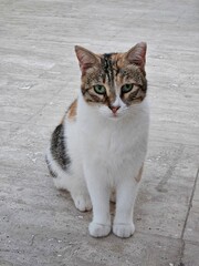Stray cats in Turkey. They are so cute and cuddly.