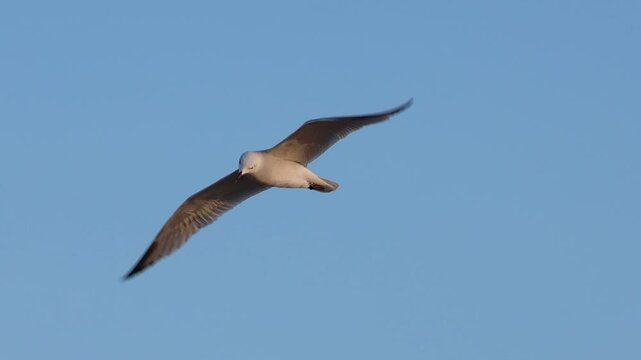 Gaviota de Audouin Ichthyaetus audouinii vuela contra el viento durante el amanecer en la costa de Alicante, Espa&ntilde;a