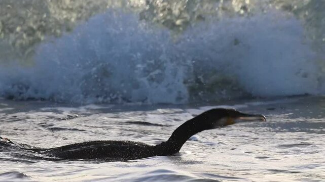 Cormor&aacute;n grande Phalacrocorax carbo con anzuelo y sedal enganchado en el interior de su garganta se sumerje para evitar la ola en la playa agua amarga de Alicante, Espa&ntilde;a