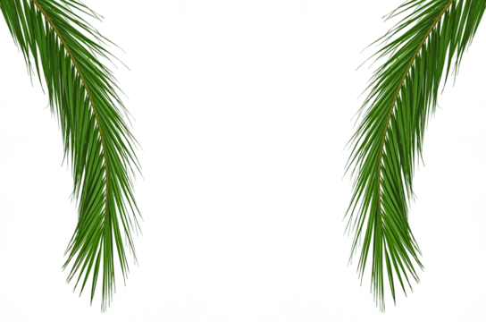 Two long green branches, leaves of exotic palm trees, date or coconut types, isolated on white, transparent background. Blank for artwork with empty copy space, symbol of travel, vacation on paradise - Powered by Adobe