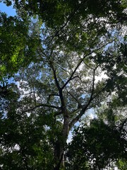 Fototapeta premium trees in the rainforest 