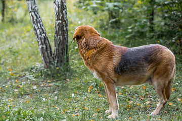 A stray animal. An old sad, abandoned, hungry dog is walking on the street. Shelter, rescue,...