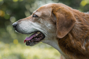 A stray animal. An old sad, abandoned, hungry dog is walking on the street. Shelter, rescue,...
