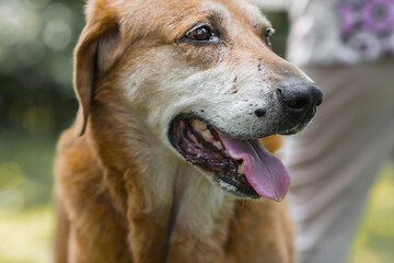 A stray animal. An old sad, abandoned, hungry dog is walking on the street. Shelter, rescue,...