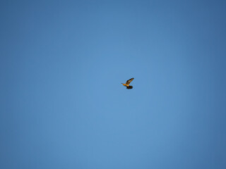 birds in flight