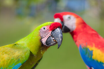 Great green macaw, Ara ambiguus, also known as Buffon's macaw. Wild tropical forest bird, flying with outstretched wings against green vegetation. Big parrot in habitat. Endangered bird in green. 