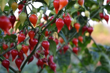 Vibrant Red and Green Chili Peppers Growing in a Garden