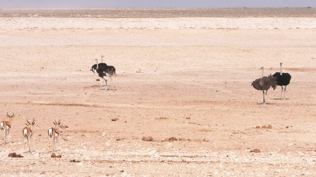 Dried safari landscape and Springboks watching ostriches in the desert