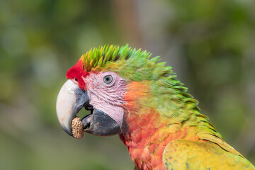 Great green macaw, Ara ambiguus, also known as Buffon's macaw. Wild tropical forest bird, flying with outstretched wings against green vegetation. Big parrot in habitat. Endangered bird in green. 
