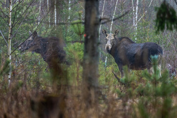 Mammal - bull moose (Alces)