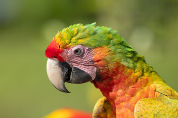 Great green macaw, Ara ambiguus, also known as Buffon's macaw. Wild tropical forest bird, flying with outstretched wings against green vegetation. Big parrot in habitat. Endangered bird in green. 