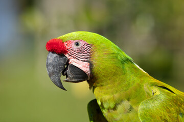 Great green macaw, Ara ambiguus, also known as Buffon's macaw. Wild tropical forest bird, flying with outstretched wings against green vegetation. Big parrot in habitat. Endangered bird in green. 