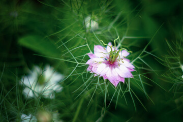 Botaniczny różowy kwiat, Czarnuszka Damasceńska (Nigella sativa L.), tło kwiatowe, tapeta © anettastar