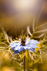 Botaniczny niebieski kwiat, Czarnuszka Damasceńska (Nigella sativa L.), tło kwiatowe, tapeta © anettastar