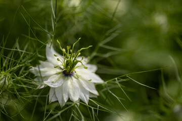 Botaniczny biały kwiat, Czarnuszka Damasceńska (Nigella sativa L.), tło kwiatowe, tapeta © anettastar