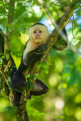 White-headed capuchin (Cebus capucinus), also known as the white-faced capuchin or white-throated capuchin. Taken in Costa Rica. Close up. Portrait.