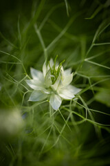 Botaniczny biały kwiat, Czarnuszka Damasceńska (Nigella sativa L.), tło kwiatowe, tapeta © anettastar