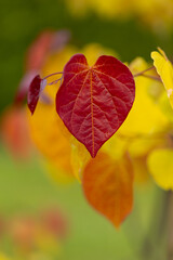 Judaszowiec kanadyjski Eternal Flame (Cercis canadensis), kolorowy liść, żółty, zielony, pomarańczowy, czerwony. Drzewo jako ozdoba, dekoracja, letni ogród. Liście - kształt serca. Tło, tapeta