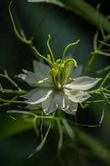 Botaniczny biały kwiat, Czarnuszka Damasceńska (Nigella sativa L.), tło kwiatowe, tapeta © anettastar