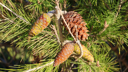 cones on a tree