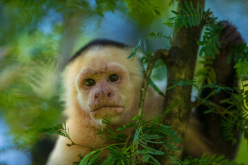 White-headed capuchin (Cebus capucinus), also known as the white-faced capuchin or white-throated capuchin. Taken in Costa Rica. Close up. Portrait.