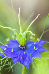 Botaniczny niebieski kwiat, Czarnuszka Damasceńska (Nigella sativa L.), tło kwiatowe, tapeta © anettastar