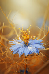 Botaniczny niebieski kwiat, Czarnuszka Damasceńska (Nigella sativa L.), tło kwiatowe, tapeta © anettastar
