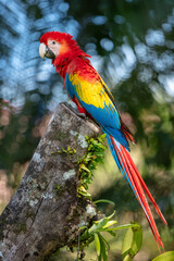 The scarlet macaw (Ara macao) is a large yellow, red and blue Neotropical parrot native to humid evergreen forests of the Americas. Two parrots. Sitting on the branch.
