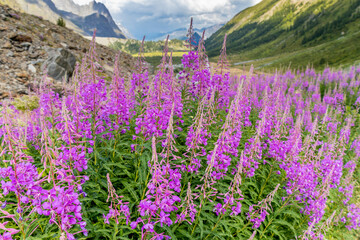 Beautiful mountain landscape of the Alps in summer on tour du Montblanc area near Courmayeur village in Val Ferret valley in Italy. European Alps stunning views of green valley with colorful flowers