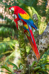 The scarlet macaw (Ara macao) is a large yellow, red and blue Neotropical parrot native to humid evergreen forests of the Americas. Two parrots. Sitting on the branch.