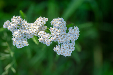 Achillea millefolium common yarrow flowers in bloom, beautiful wild flowering plant on the meadow © Iva