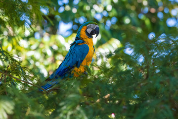 Blue and yellow macaw (Ara ararauna), also known as the Blue-and-gold Macaw sitting in tree.